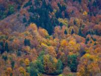Ausschnitt aus herbstlichem Bergwald